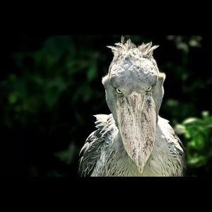 Meet your Posher, Jayden